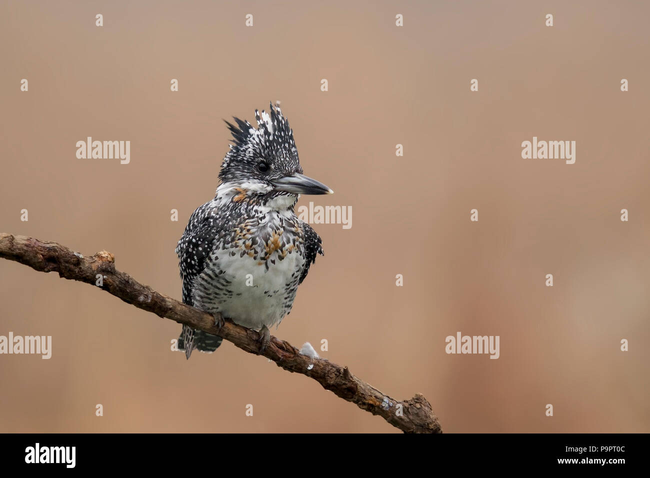 Crested Kingfisher on a cold winter morning in Henan province of China. Stock Photo