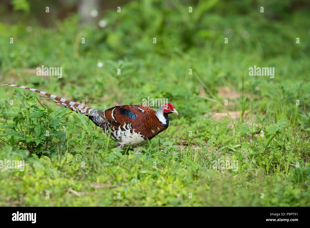 Elliot's Pheasant is a very shy yet beautiful bird which is endemic to China. This Adult male was photographed at dusk in Fujian province. Stock Photo