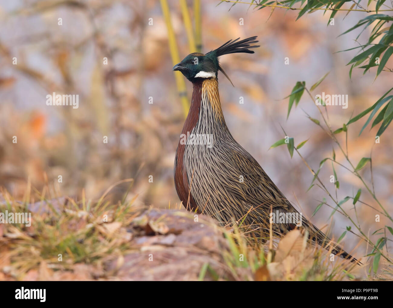 The Dweller of Steep Slopes , enigma on the mountains - Koklass Pheasant on a cold winter morning in Henan province of China. Stock Photo