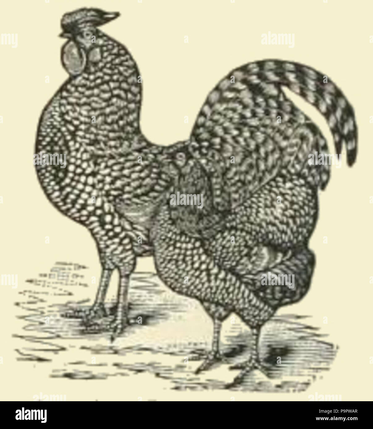 Colonial american farming hi-res stock photography and images - Alamy