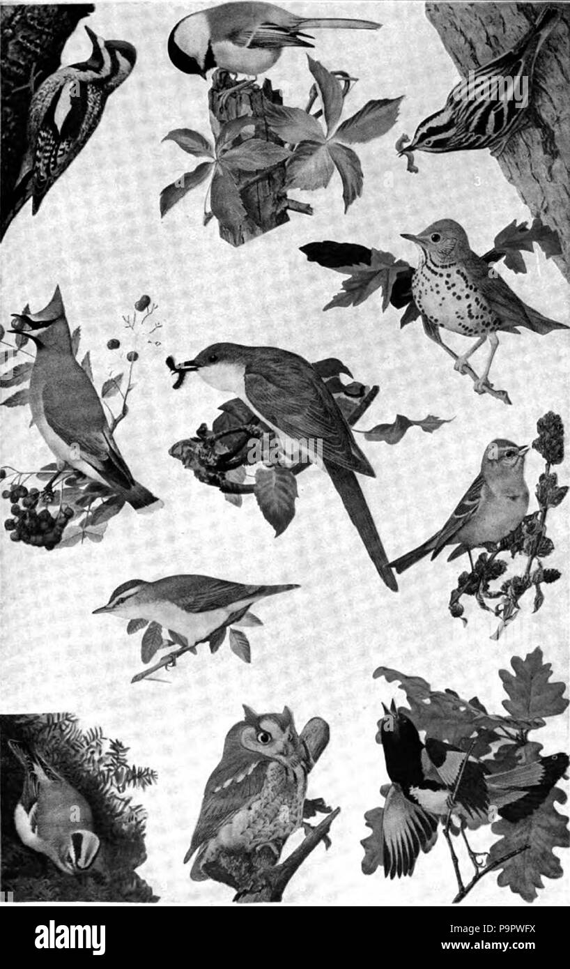 . English: Chart with drawings of eleven well known birds of the United States. Probably the original was in color, and in that state the numbers labeling the birds were more obvious. published 1920 124 Americana 1920 Birds - familiar American birds Stock Photo