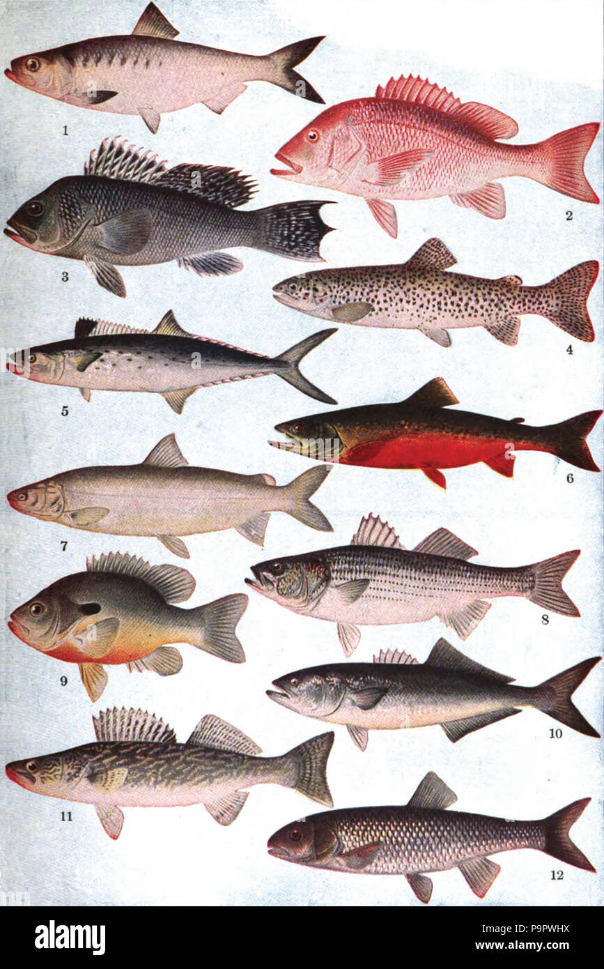 . English 'American Food Fishes' chart of commercial fish used for
