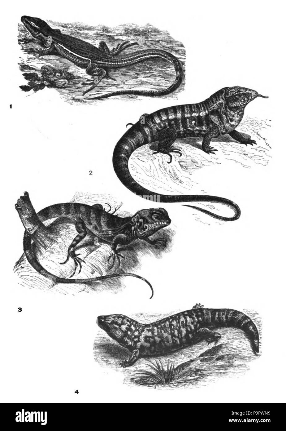 . English: Drawings of four lizard species found in the Americas. published 1920 125 Americana 1920 Lizard - American lizards Stock Photo