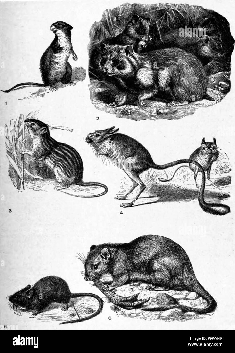 . English: Chart showing drawings of six species from the family Muridae (mice). published 1920 125 Americana 1920 Mouse - Mice Stock Photo