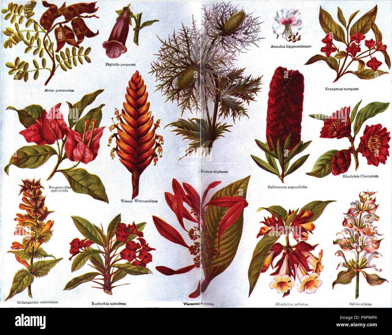 125 Americana 1920 Plants Ornamental Stock Photo