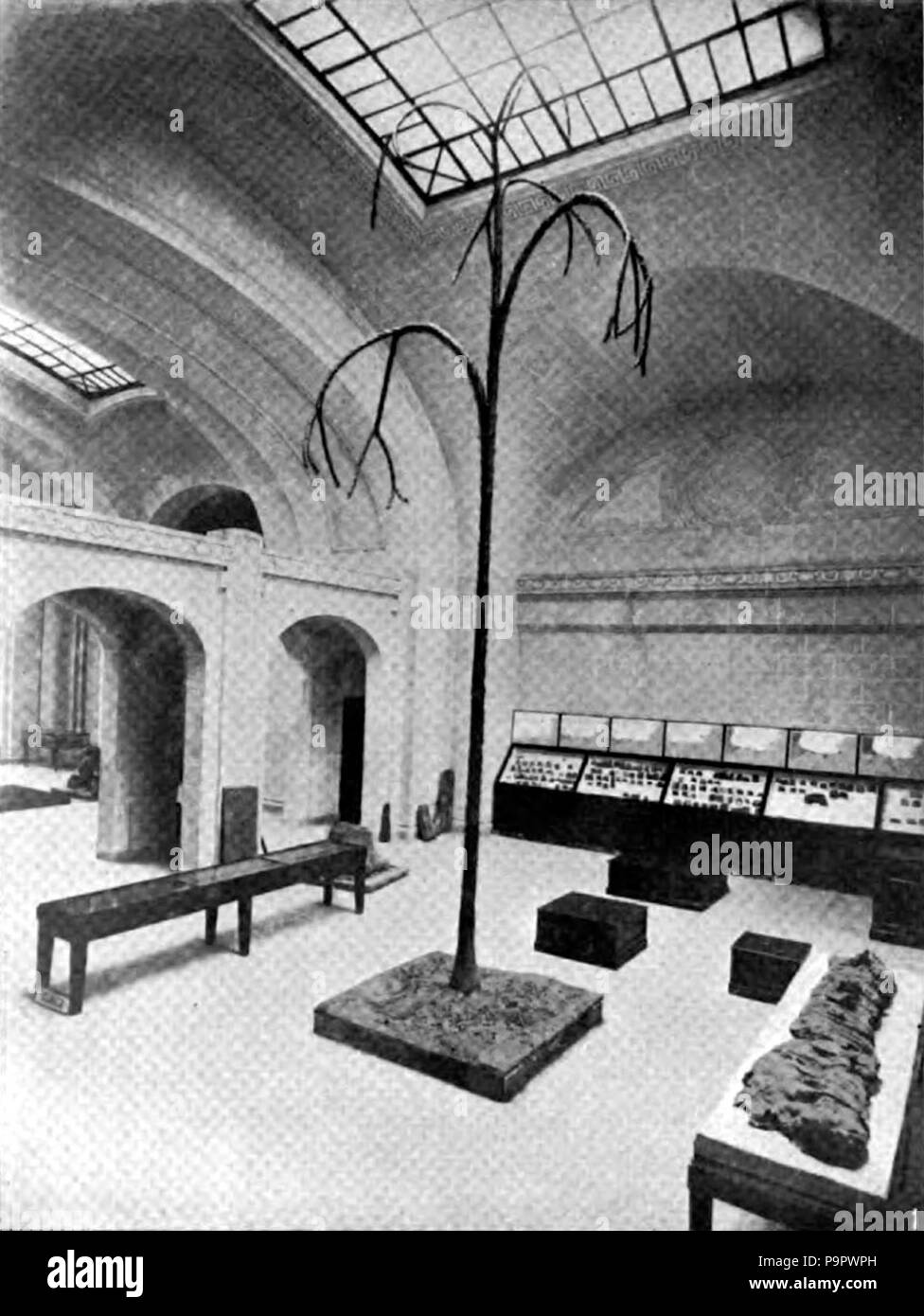 . English The oldest tree in the world. A giant Clubmoss