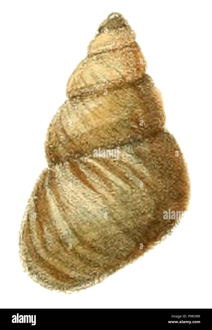 194 Bellamya aeruginosa shell 3 Stock Photo - Alamy