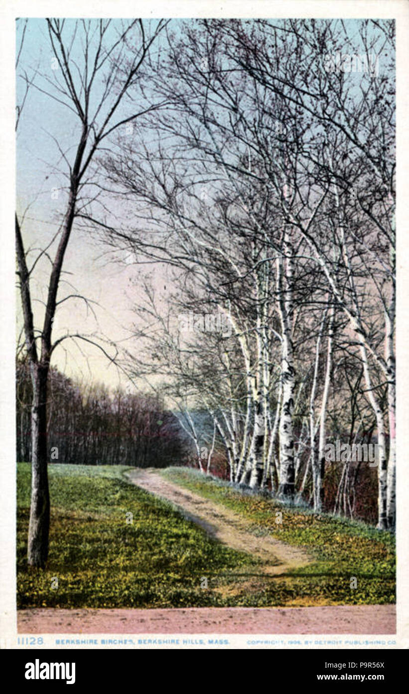 196 Berkshire Birches, Berkshire hills (NBY 7027) Stock Photo