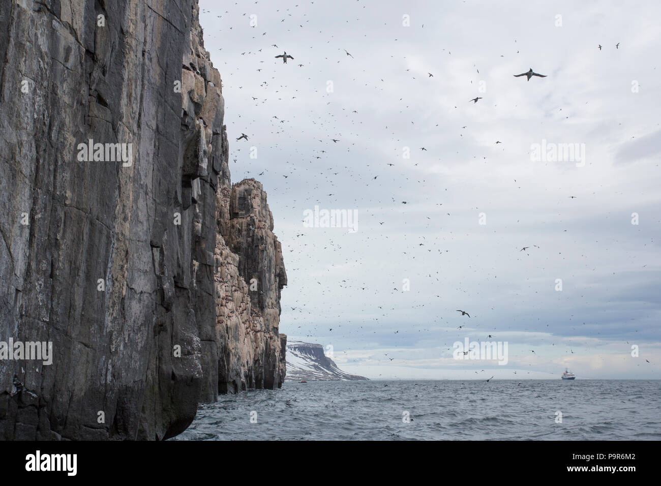 Crowded Arctic Bird Cliffs at Alkefjellet, Svalbard Stock Photo