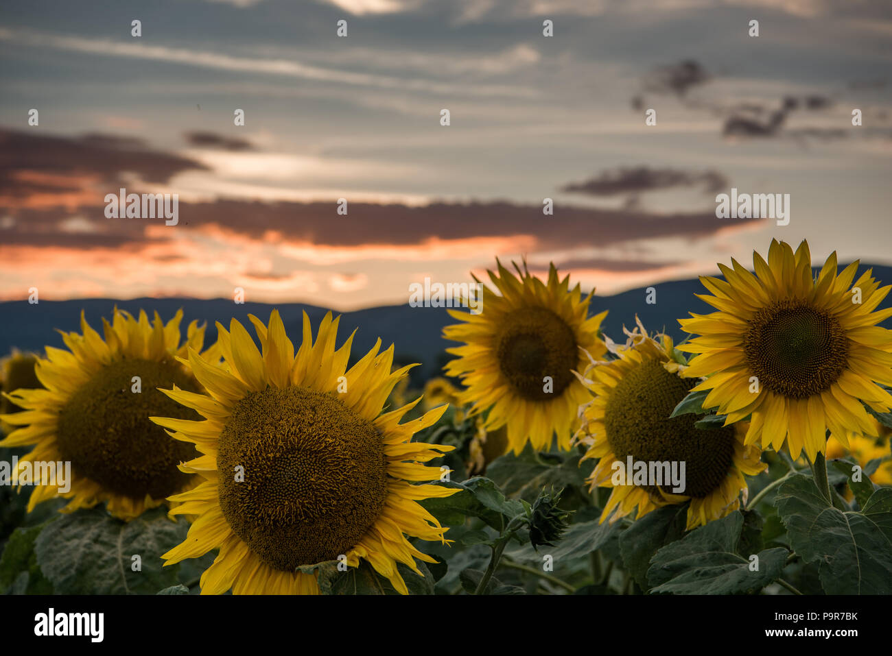 Sunflowers at the orange reddish sunset Stock Photo