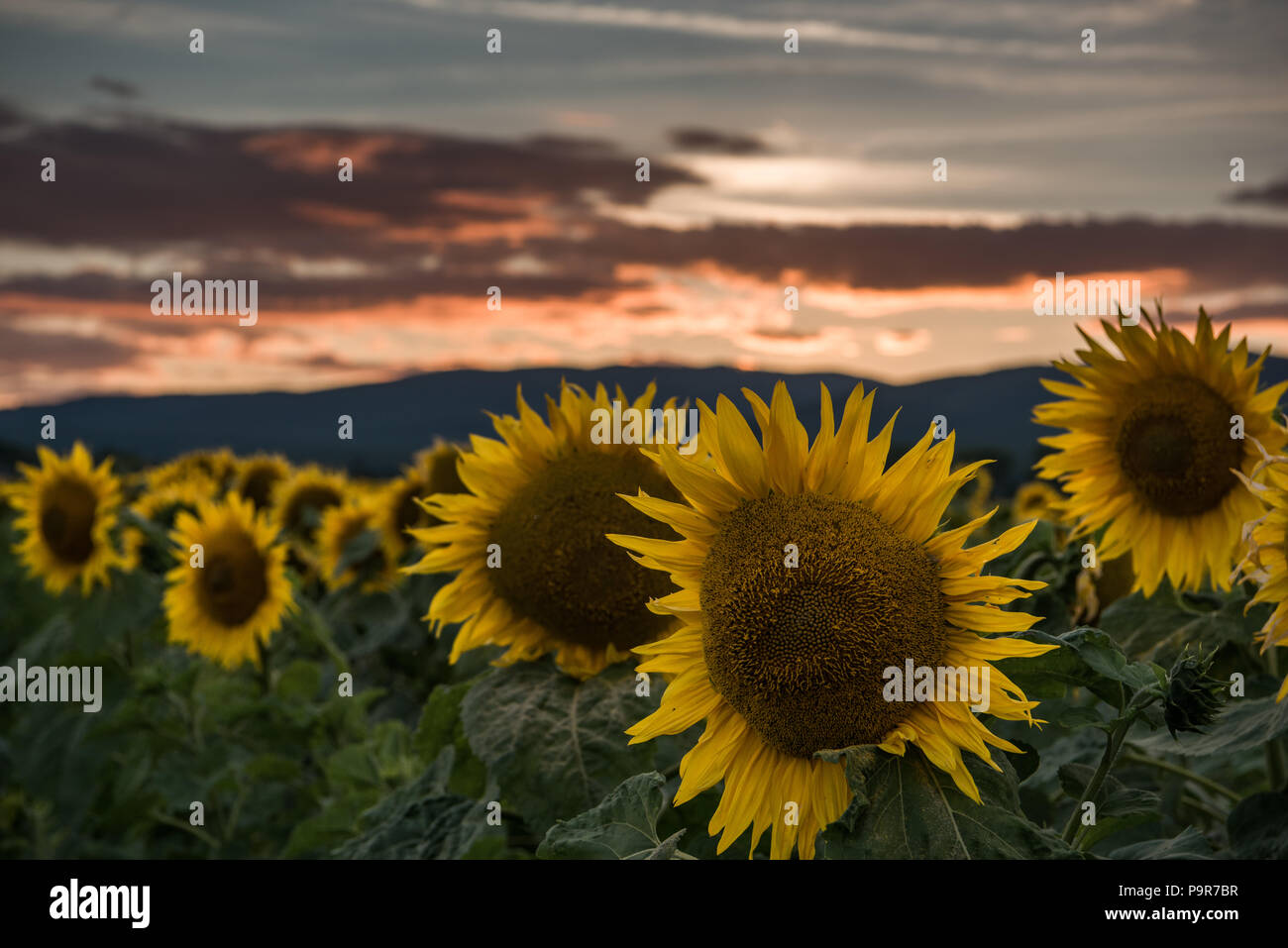 Sunflowers at the orange reddish sunset Stock Photo