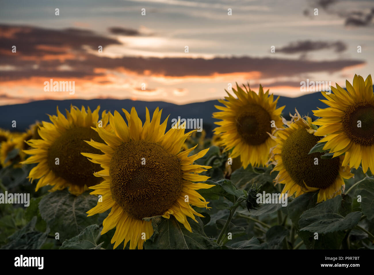 Sunflowers at the orange reddish sunset Stock Photo