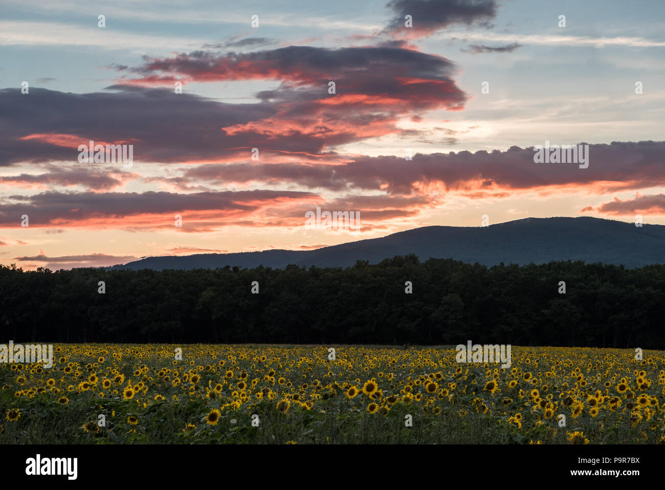 Sunflowers at the orange reddish sunset Stock Photo