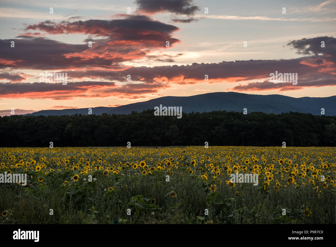 Sunflowers at the orange reddish sunset Stock Photo