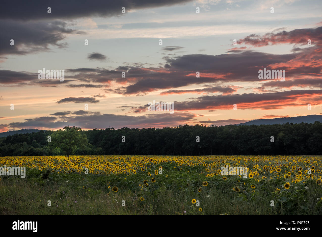 Sunflowers at the orange reddish sunset Stock Photo