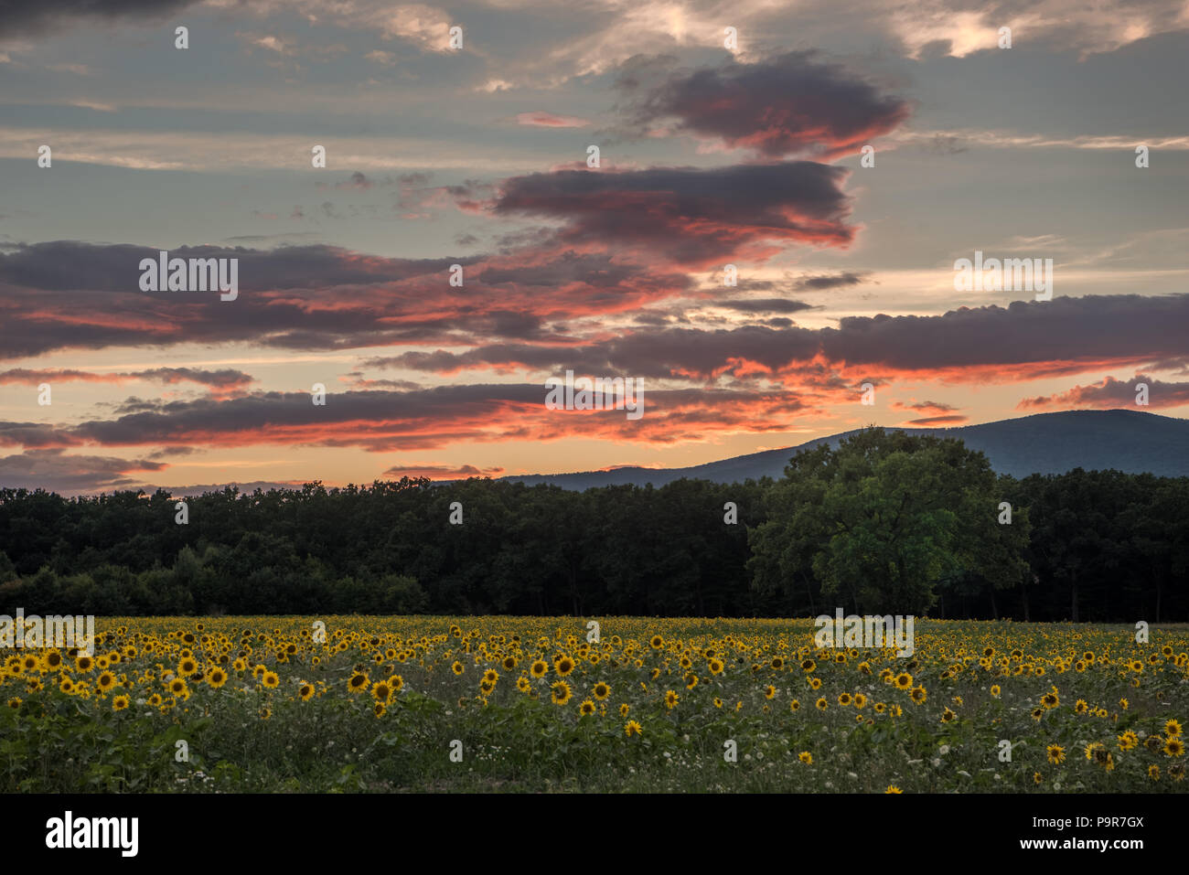Sunflowers at the orange reddish sunset Stock Photo