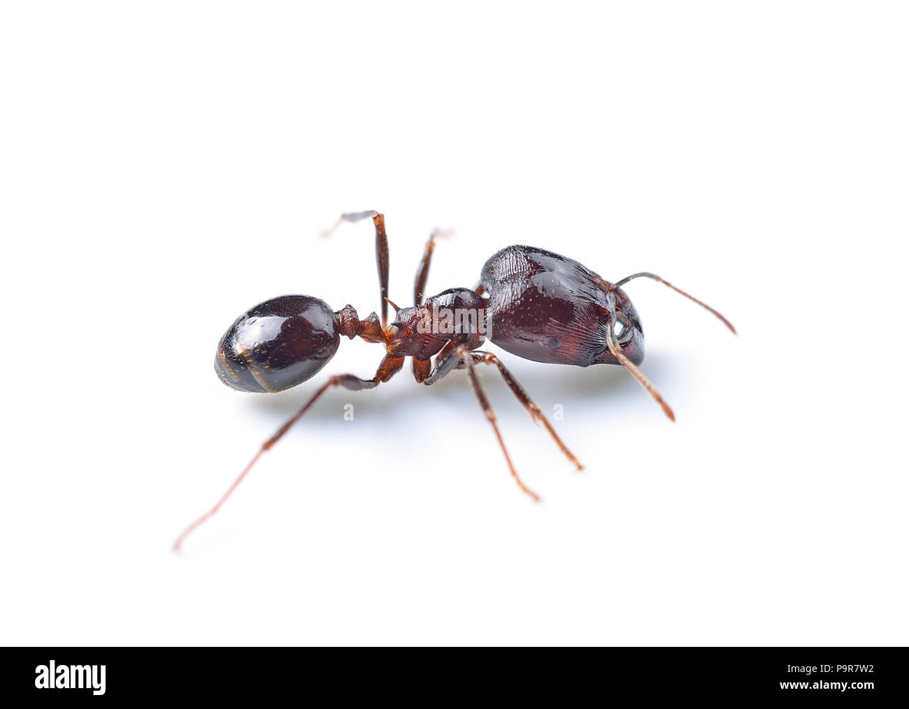 black ant isolated on white background Stock Photo - Alamy