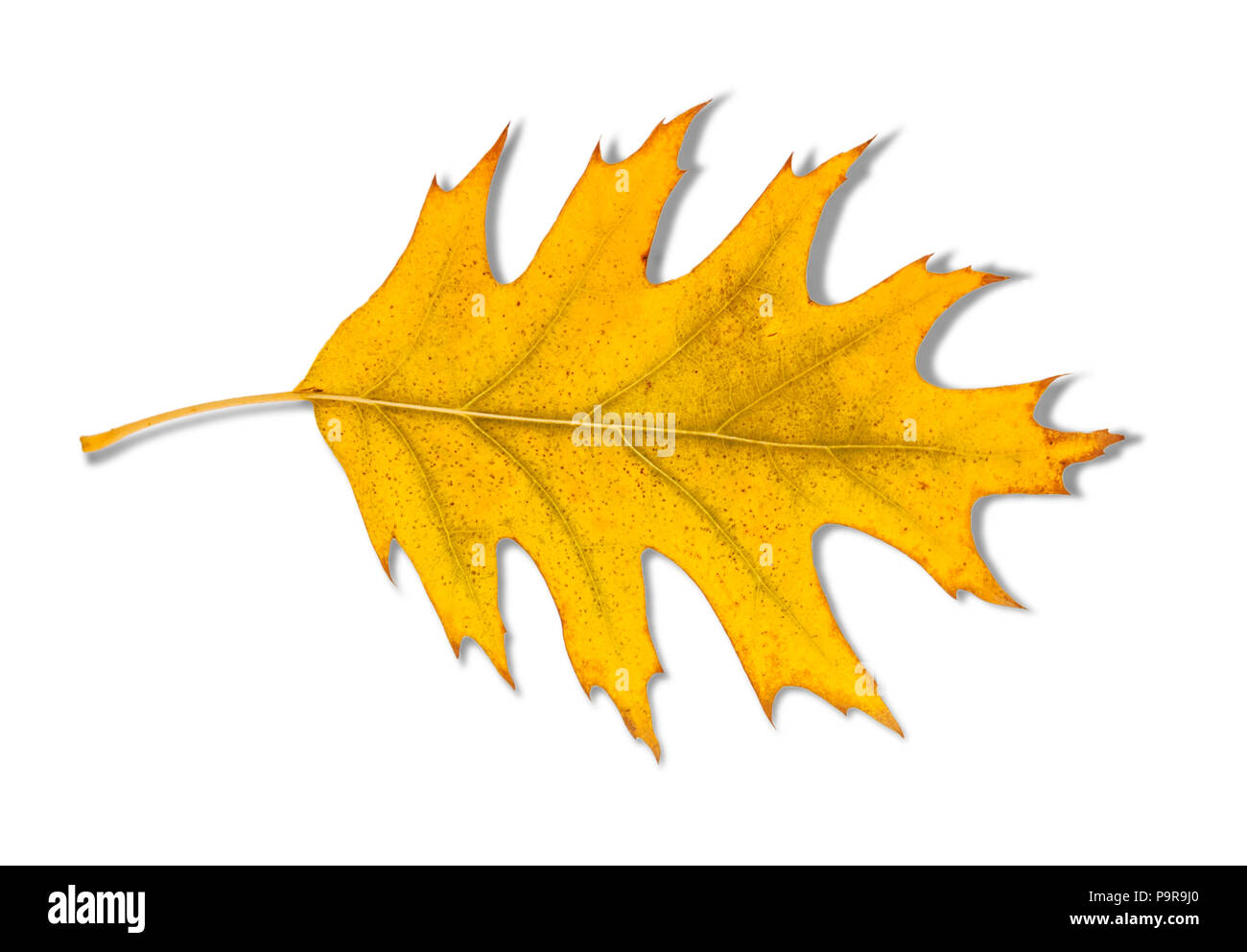 Colorful autumn maple leaf isolated Stock Photo