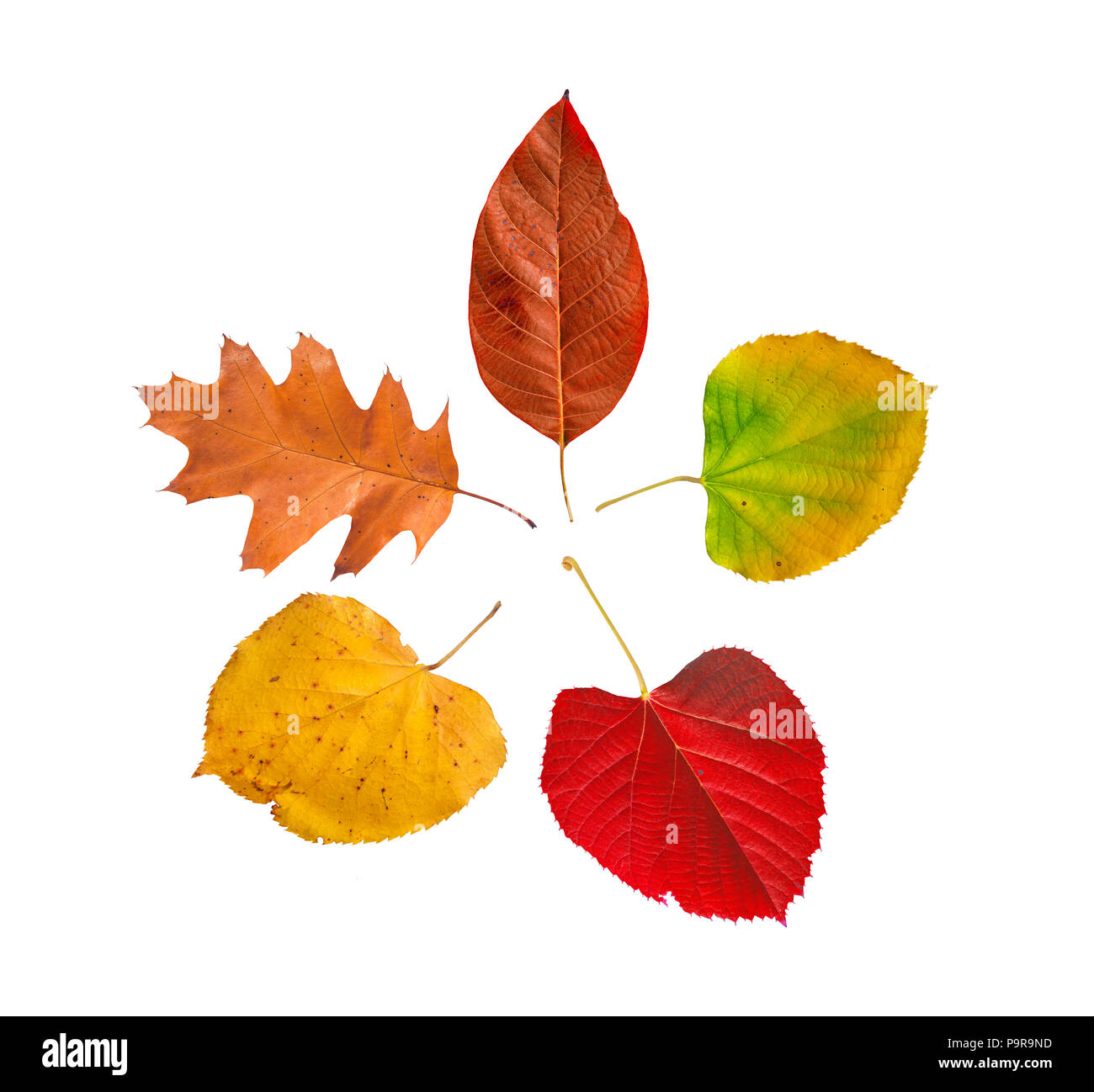 Five colored leaf isolated Stock Photo - Alamy