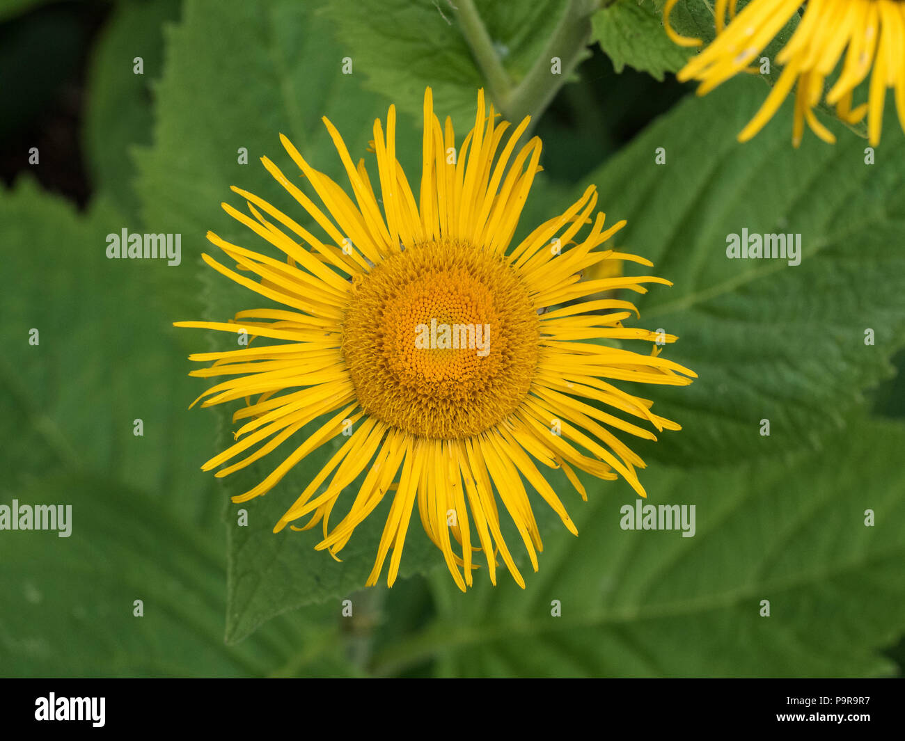 A single yellow flower of Inula magnifica against a background of foliage Stock Photo