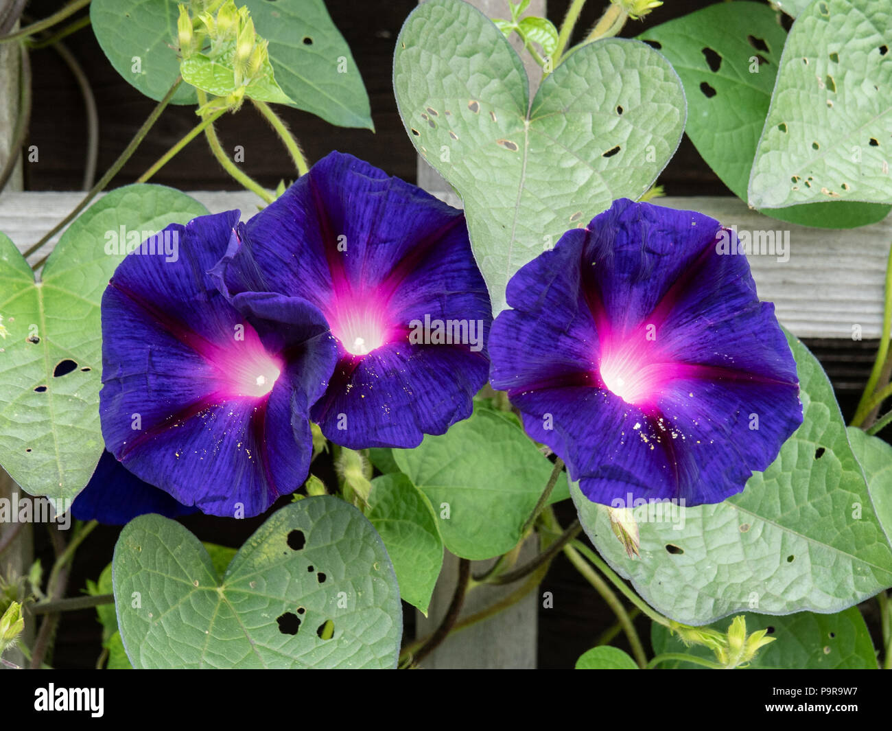 Close up of the deep blue flowers of morning glory Grandpa Ott Stock Photo