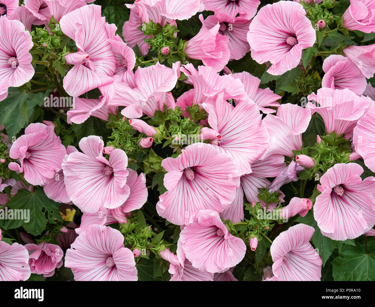 A group of the large pink flowers of Lavatera Silver Cup Stock Photo