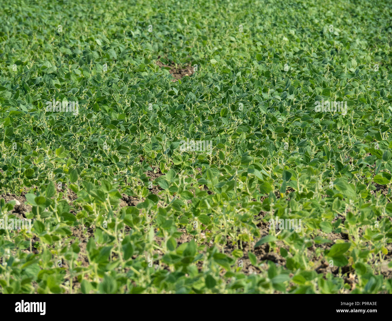 Field of soya beans grwoing in Norfolk Uk Stock Photo Alamy