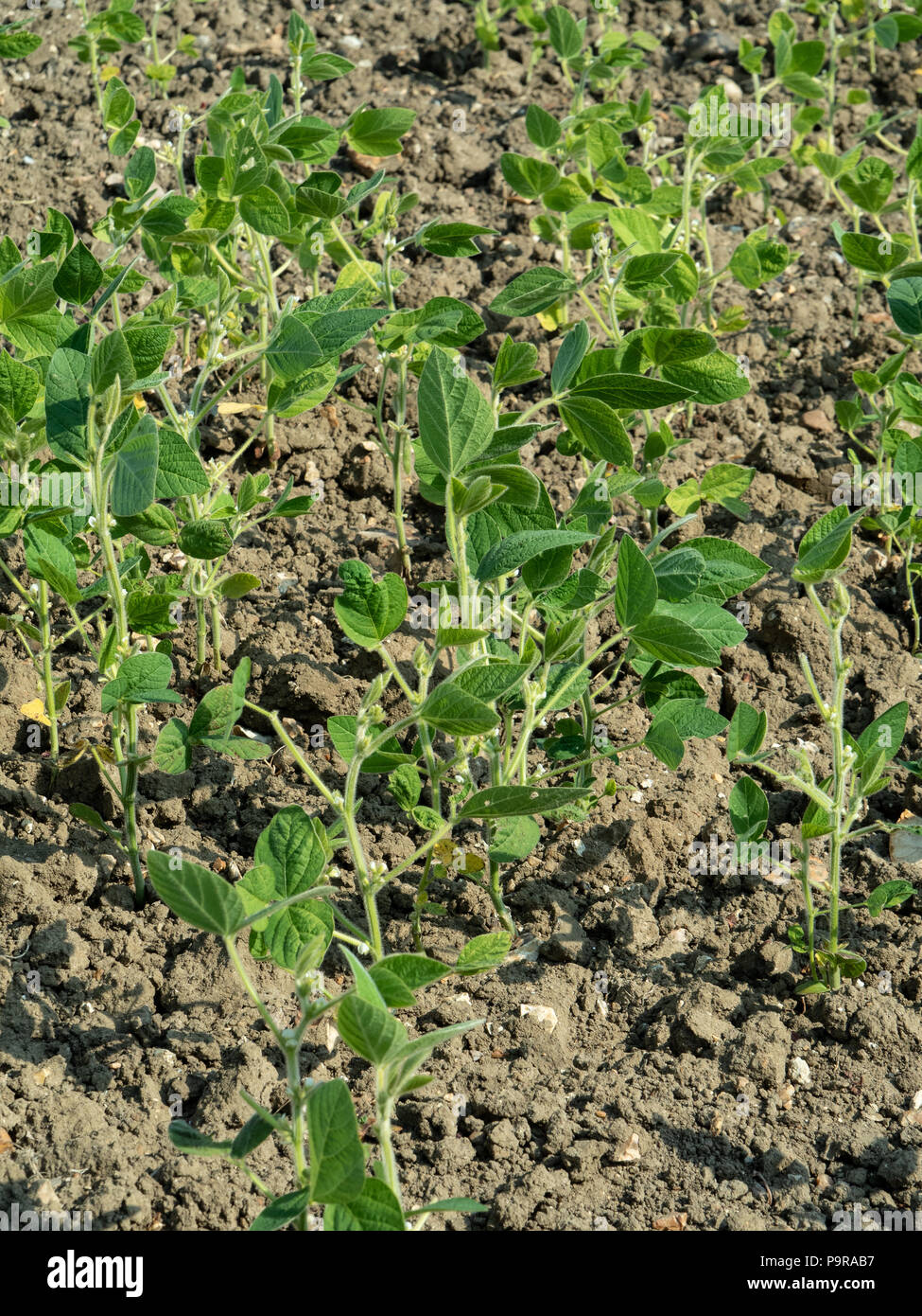 Soya beans crop hires stock photography and images Alamy