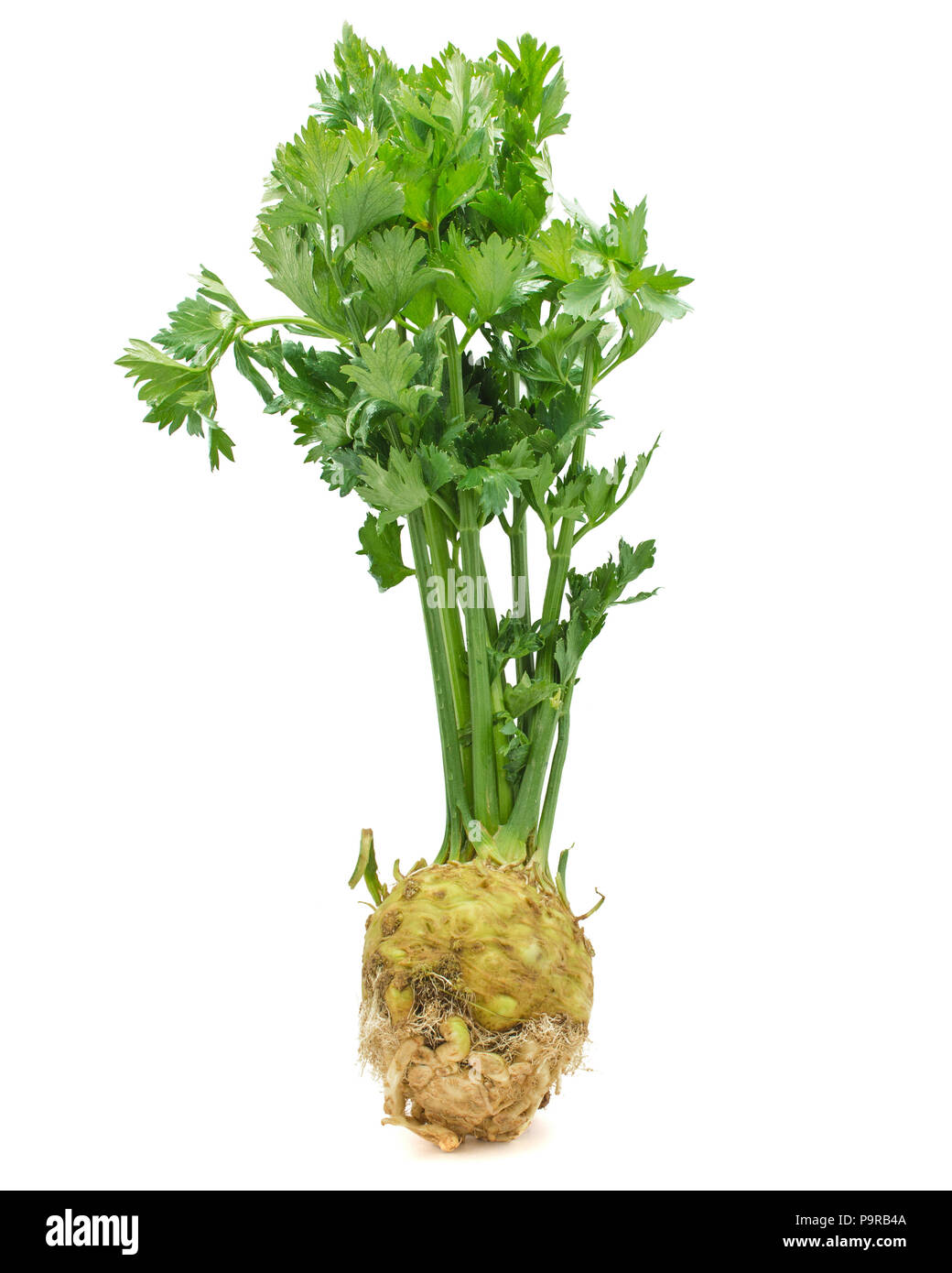 Fresh celery root with leaves isolated on white background one bulb