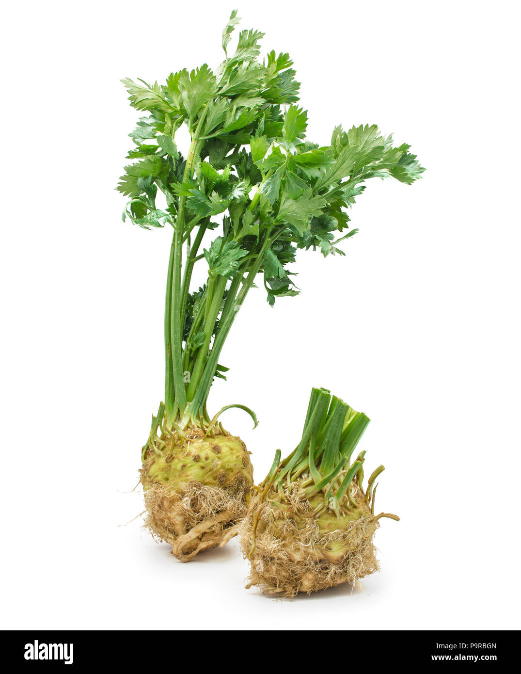 Fresh celery root isolated on white background two fibrous bulbs one whole  and cut Stock Photo - Alamy