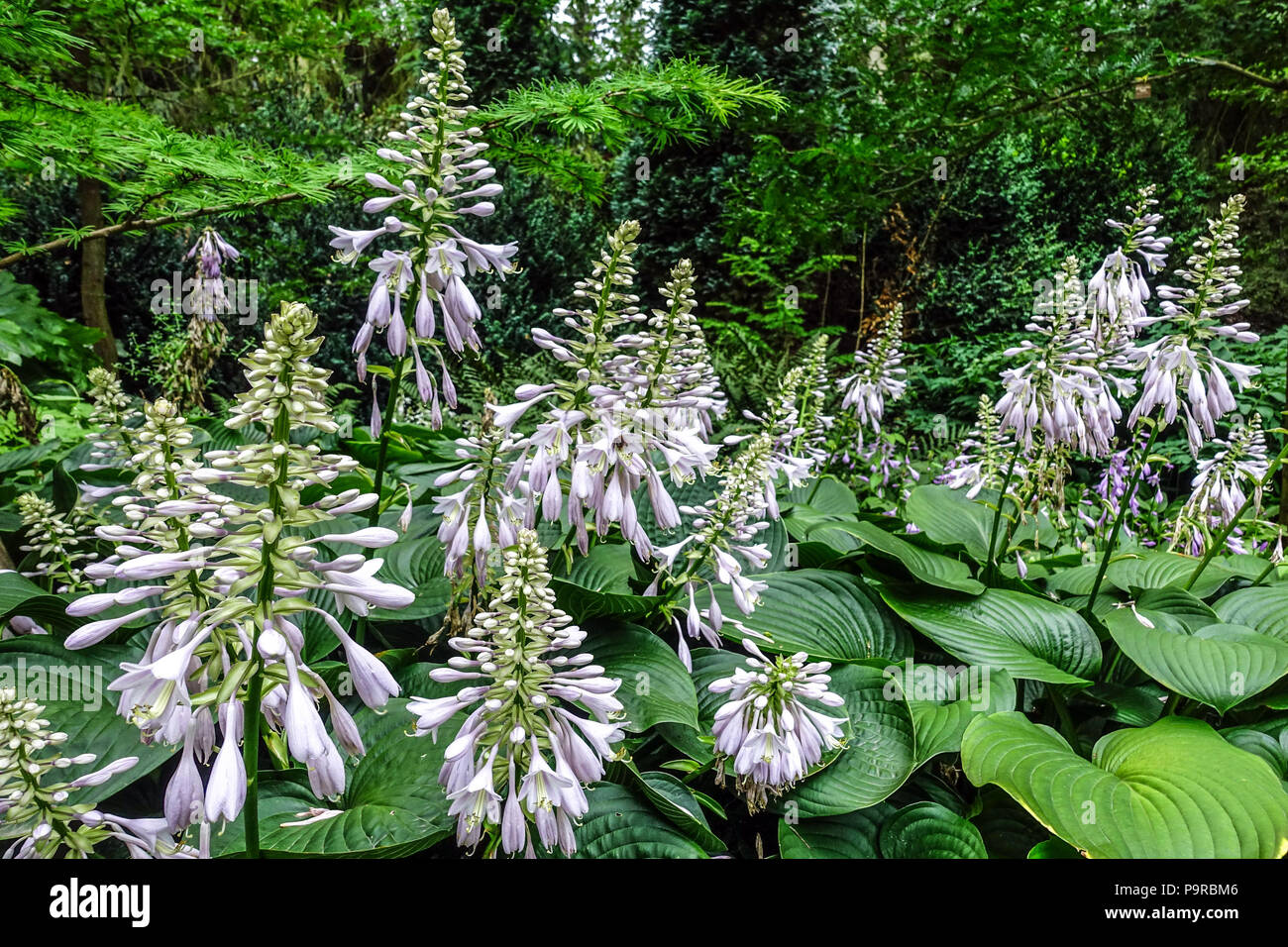 Flowering Hostas, Big leaves and robust species are suitable for the shady garden border, garden scene, the edge of a forest Hosta Blue Mammoth Stock Photo