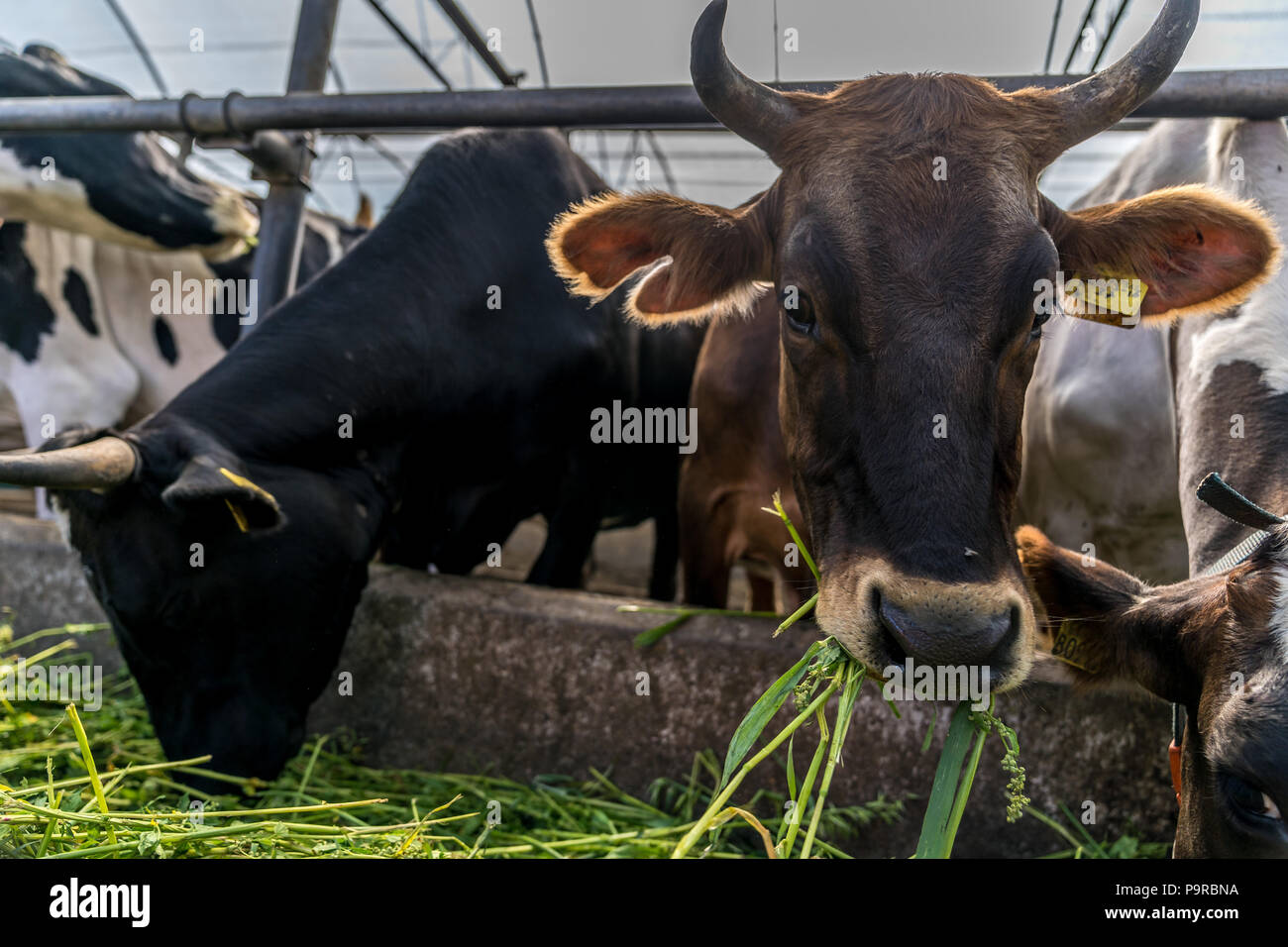 cows eating grass in the barn Stock Photo - Alamy