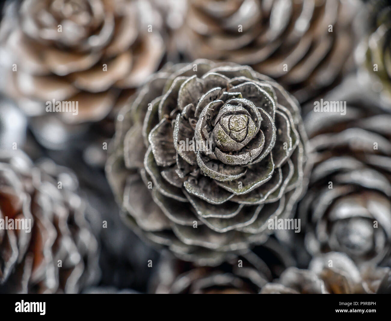 Closeup of frosted larch cones Stock Photo