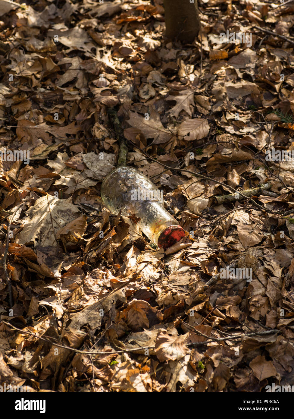 glass bottle, garbage thrown into the forest's leaf-covered bottom, environmental mess Stock Photo