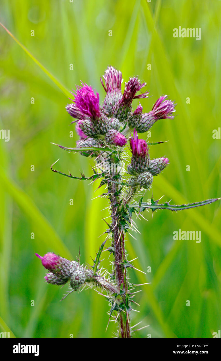 The flower head of a Marsh Thistle, Cirsium palustre, at Southrepps Common, Norfolk, England, United Kingdom, Europe. Stock Photo