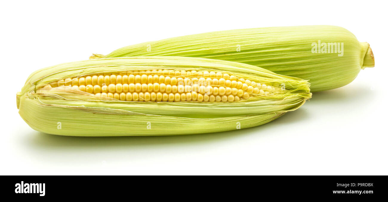 Two ears of fresh sweet corn isolated on white background Stock Photo