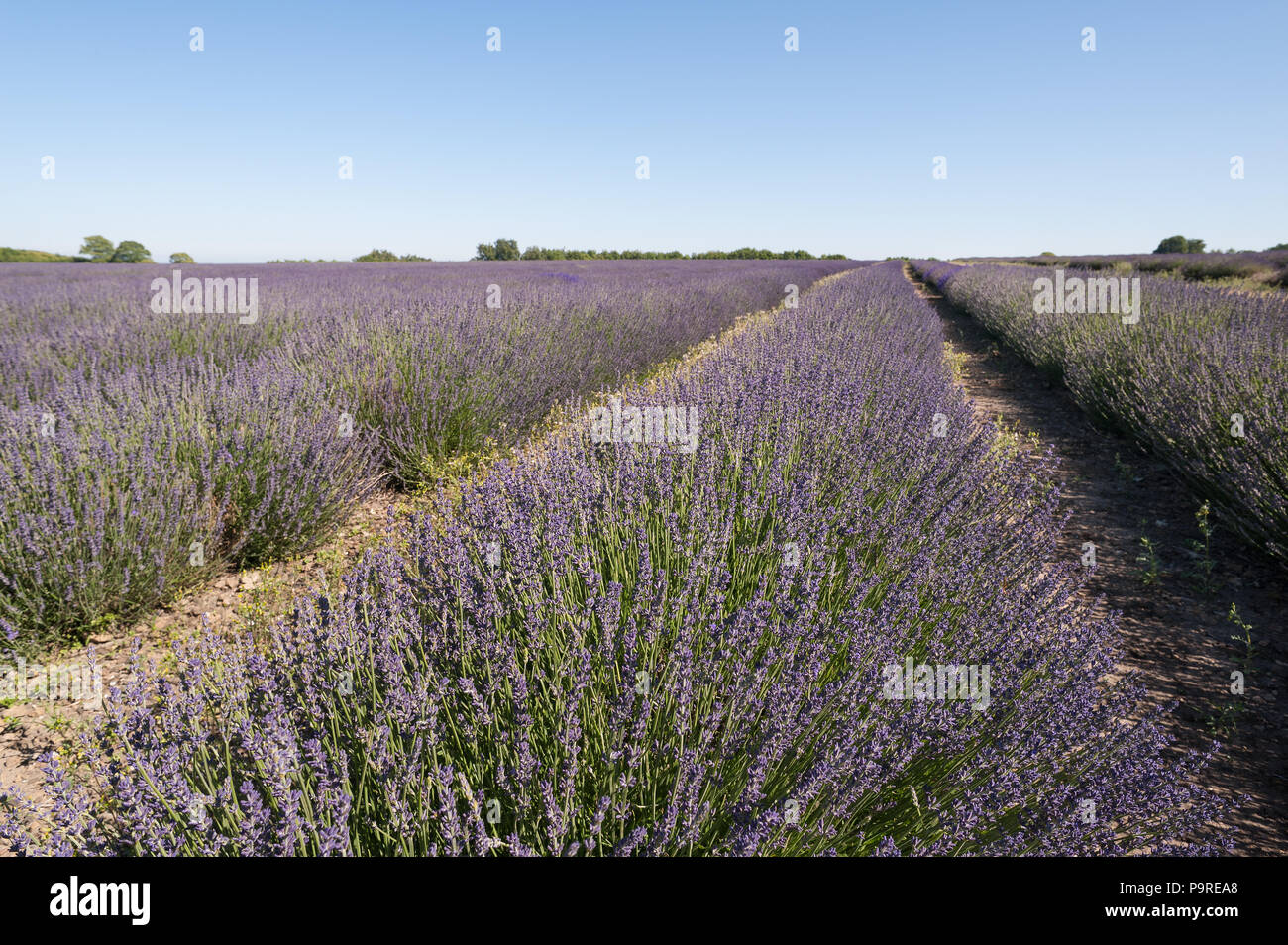 Lavender field in human spectrum range to compare with infrared view at 720nm, comparison to unseen Stock Photo