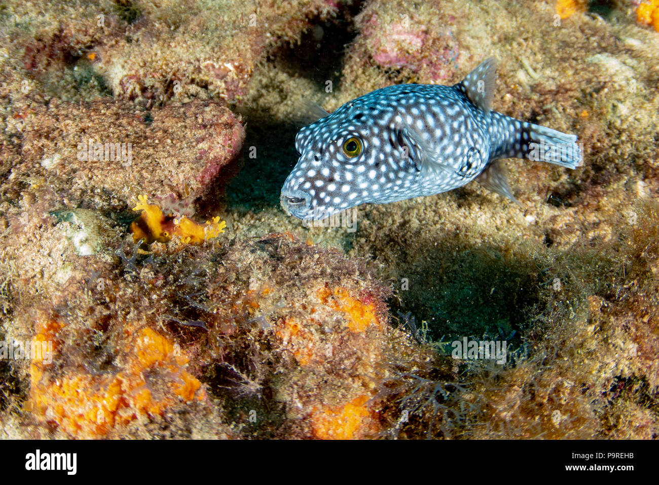spotted puffer portrait of porcupine box puffer fish while diving Stock  Photo - Alamy