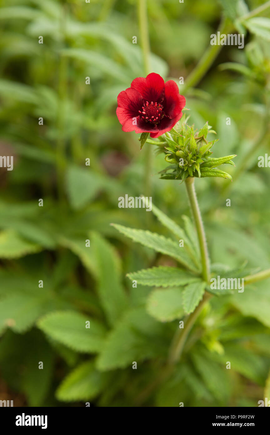 Deep pretty red flowers to a self sown cannabis plant from bird seed
