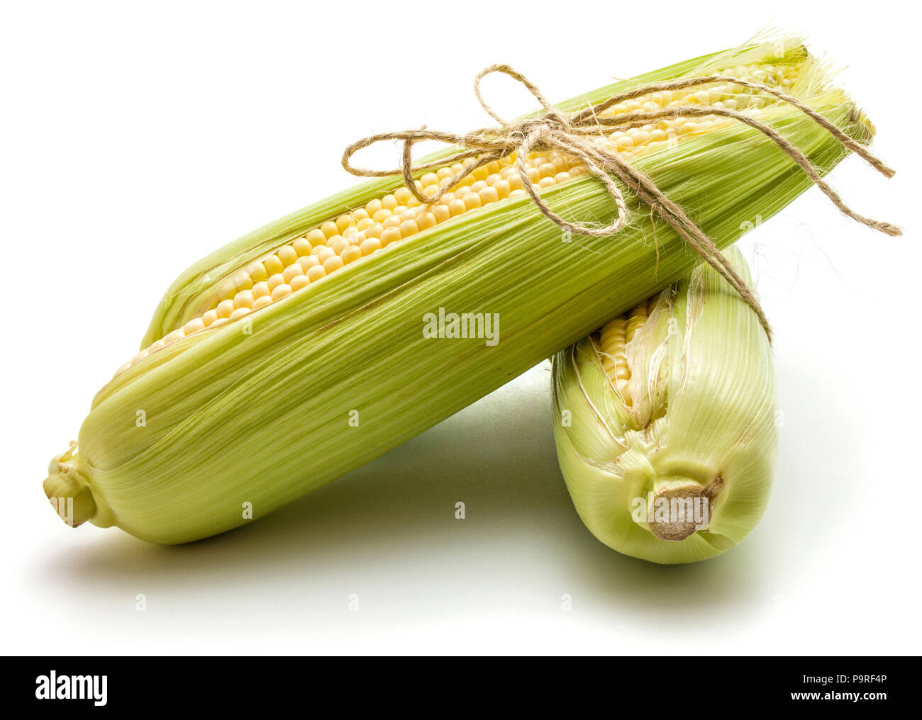 Two sweet corn ears tied by burlap rope isolated on white background ...