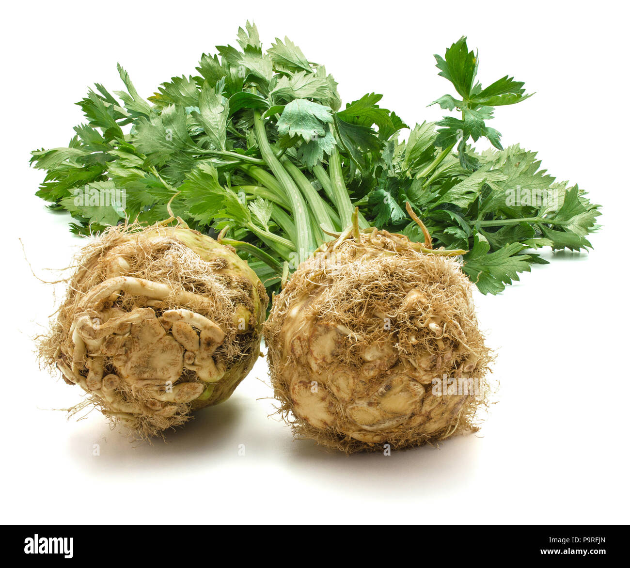 Fresh celery root with leaves isolated on white background two bulbs closeup Stock Photo Alamy