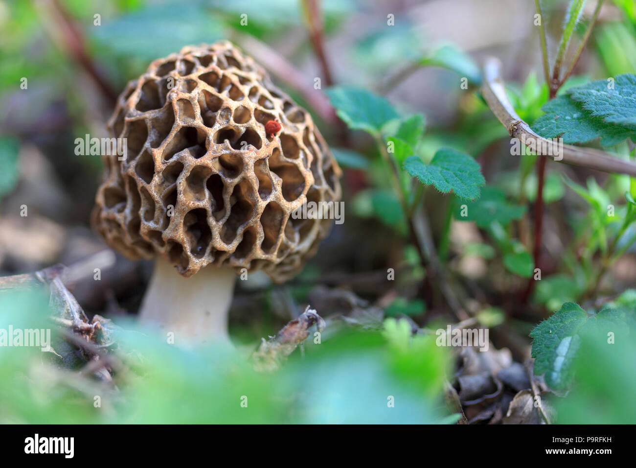 macro photo of a outlandish Morel mushroom hiding in the grass in the spring forest Stock Photo