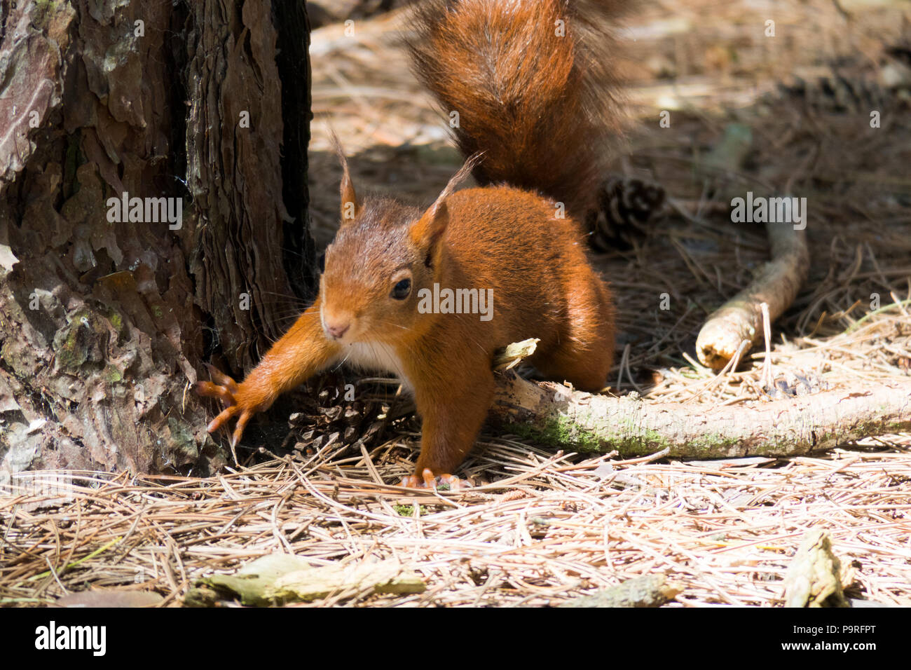 Eurasian Red squirrel Stock Photo
