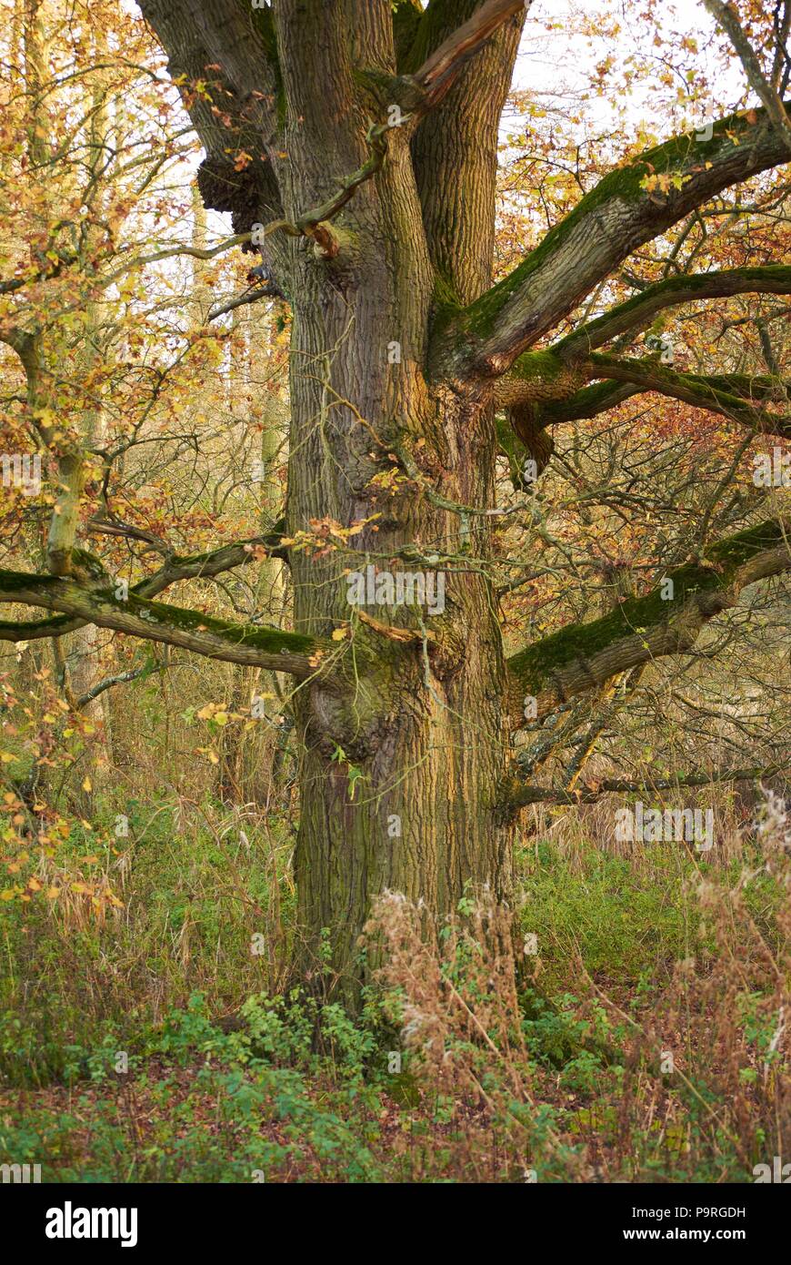 English parkland wildlife hi-res stock photography and images - Alamy