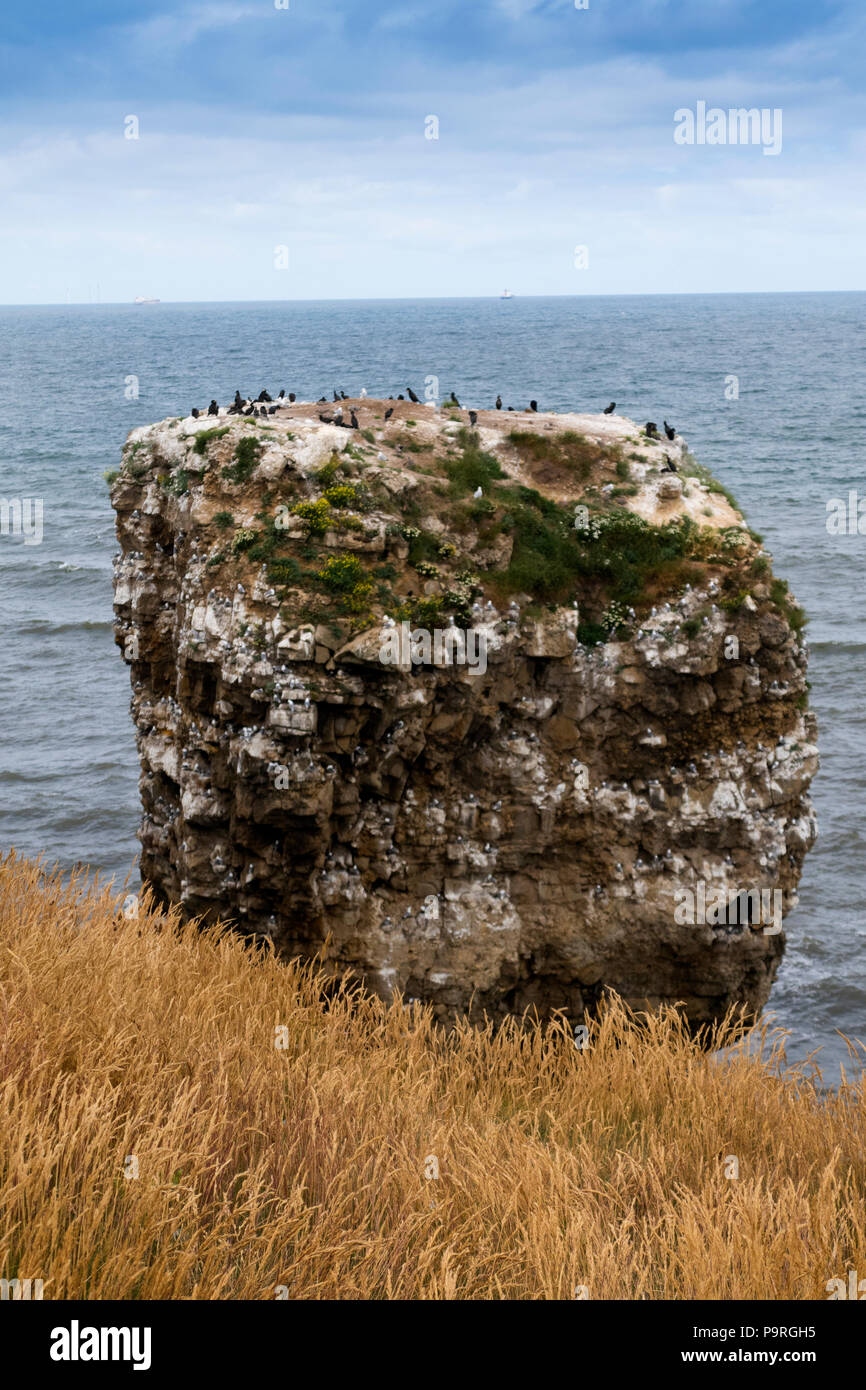 Seabirds nesting on cliff Stock Photo