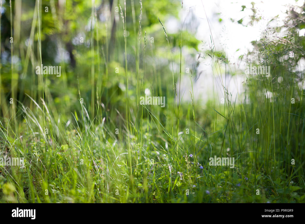 Grass in backyard Stock Photo Alamy