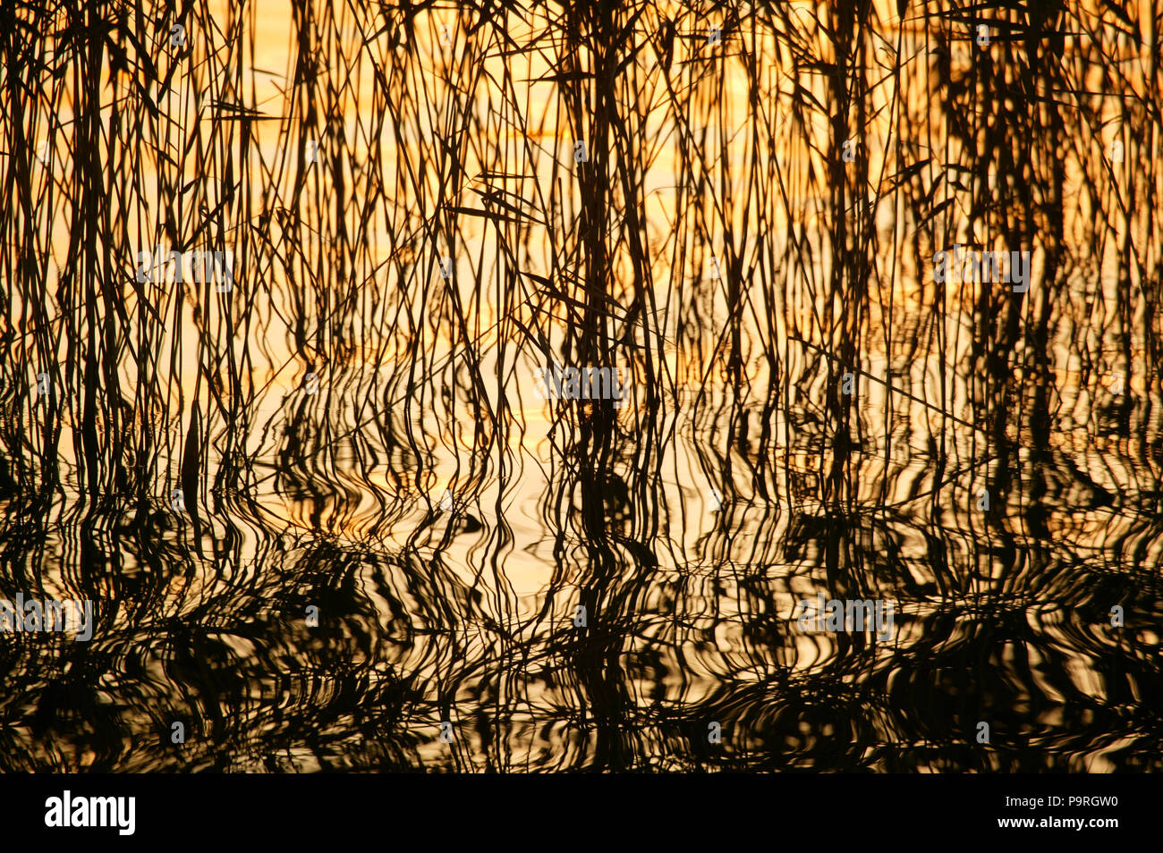 Reeds, Phragmites, and reflections at sunrise in the lake Vansjø, Østfold, Norway. Vansjø is a part of the water system called Morsavassdraget. Stock Photo