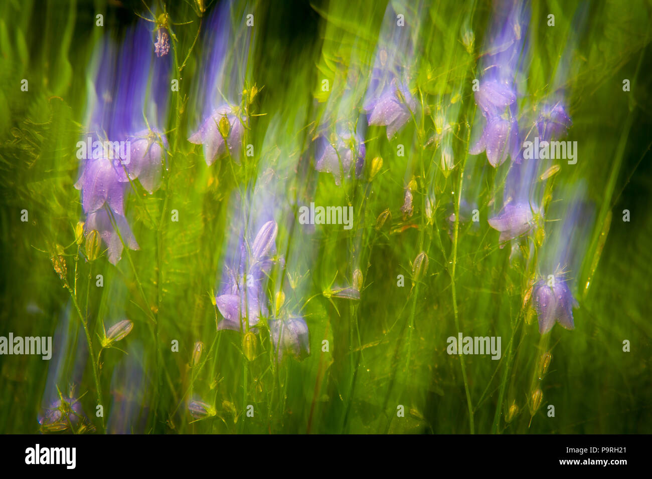 Bluebell abstractions, Campanula rotundifolia, at the island Dillingøy in the lake Vansjø, Østfold, Norway. Stock Photo