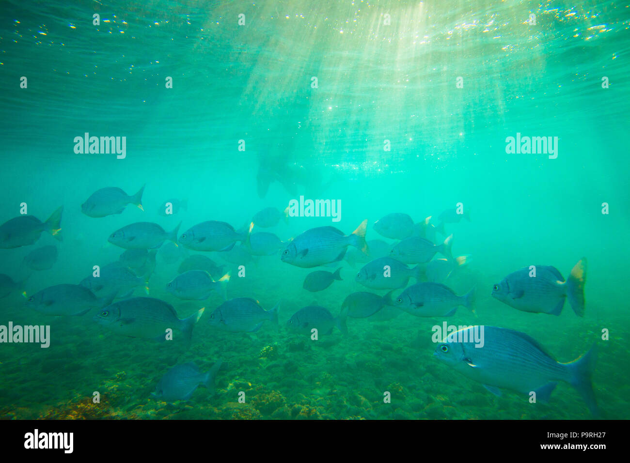 Shoal of fish, Isla de Coiba national park, Pacific ocean, Veraguas province, Republic of Panama. Stock Photo