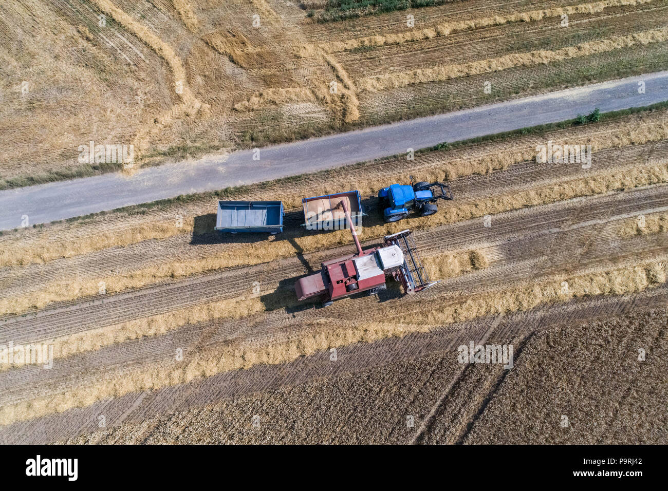 Aerial view on the combine harvester working on the large wheat field ...